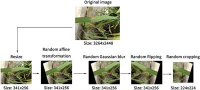 Automatic Diagnosis of Rice Diseases Using Deep Learning